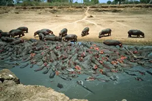 Crowded Prints: Hippopotamus - crowded into pool at end of dry season Luangwa River Zambia