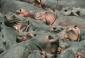 Hippopotamus - crowded into pool at end of dry season Luangwa River Zambia