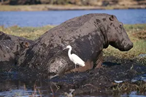 Wallowing Prints: Hippopotamus With Egret