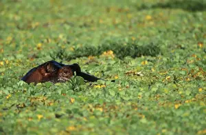 Hippopotamus Eyes showing just above water