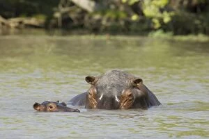 Images Dated 5th September 2006: Hippopotamus - Female with calf in the Lufupa River