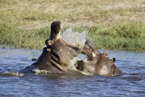 Hippopotamus - Fighting in a pool not far from