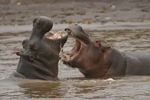Confronation Prints: Hippopotamus Two fighting in water Maasai Mara, Africa