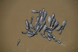 Wallowing Prints: Hippopotamus FL 1276 Aerial, Maasai Mara