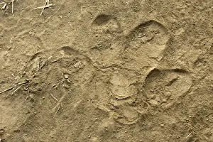 Pugmark Prints: Hippopotamus - footprint. South Luangwa Valley National Park - Zambia - Africa