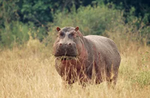 Hippopotamus - grazing Hippopotamus - grazing