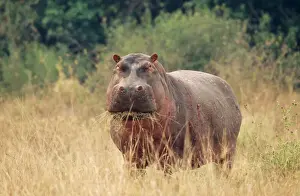 Grasses Prints: Hippopotamus - grazing, showing scars of recent conflict due to living in close proximity