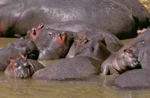 Babies On Back Prints: Hippopotamus - group of adults and young dozing in river - Masai Mara National Reserve - Kenya JFL14342