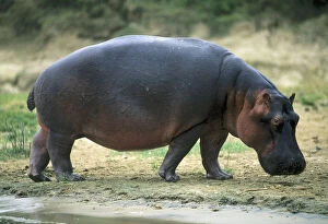 Hippopotamus, (H. amphibius), Kazinga Channel