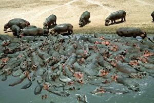 Hippopotamus herd crowded into pool at end of dry season