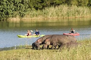 Images Dated 25th June 2012: Hippopotamus / Hippo