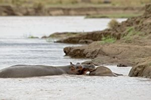Images Dated 27th November 2011: Hippopotamus / Hippo - investigating carcase of