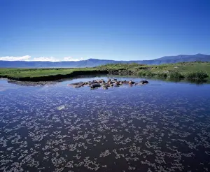 Hippopotamus - in Hippo pool. Ngorongoro Crater, Tanzania