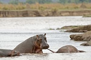 Images Dated 27th November 2011: Hippopotamus / Hippo - in river investigating carcase