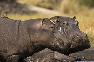 Zambia Gallery: Hippopotamus (Hippopotamus Amphibius), Busanga