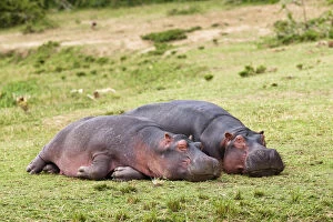 Hippopotamus (Hippopotamus amphibius) laying
