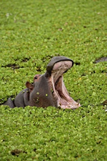 Hippopotamus, Hippopotamus amphibius, Masai
