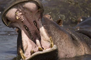Yawning Gallery: Hippopotamus, Hippopotamus amphibius, yawning
