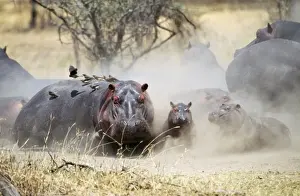 Hippopotamuses Prints: Hippopotamus JD 13957 Hippopotamus amphibius - Serengeti