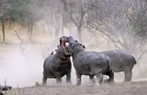 Confronation Prints: Hippopotamus - Juvenile males play-fighting. Serengeti National Park, Tanzania, Africa