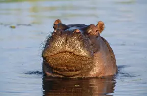 Hippopotamus - juvenile Okavango Delta, Botswana, Africa