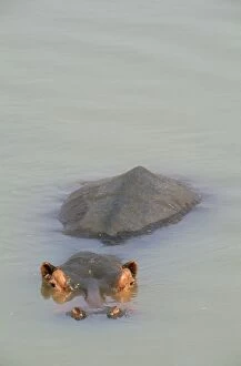 Amphibius Gallery: HIPPOPOTAMUS - Lazing in the Luangwa River