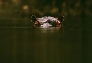 Hippopotamus - low in water of river - Kenya, Nile River valley of East Africa JFL01147