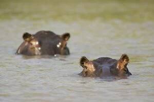 Images Dated 7th September 2006: Hippopotamus - In the Lufupa River