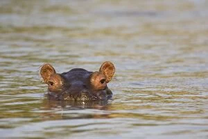 Hippopotamus - In the Lufupa River