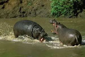 Hippopotamus - males fighting in water - Masai Mara National Reserve - Kenya JFL11516