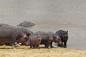 Hippopotamus along Mara River, Hippopotamus