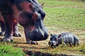 Calves Collection: Hippopotamus - Mother with baby - East Africa