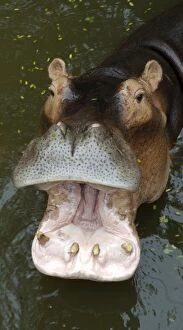 Images Dated 21st June 2007: Hippopotamus - With mouth open