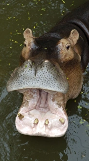 Images Dated 21st June 2007: Hippopotamus - With mouth open