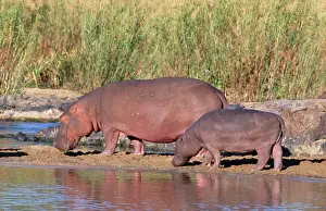 Hippos Prints: Hippopotamus - pair sunning themselves Kruger National Park, South Africa