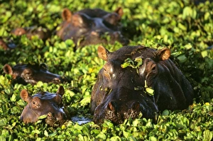 Images Dated 20th August 2009: Hippopotamus - in pond covered with Salvinia molesta - Nile River valley of East Africa JFL17407