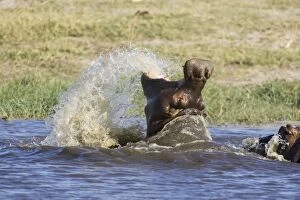 Hippopotamus - Still raging after having fought