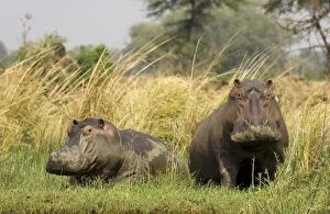 Hippopotamus - Resting on an island in the Zambezi River