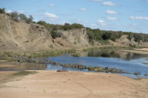 Amphibius Gallery: Hippopotamus - resting on sandbank by Letaba river