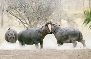 Hippos Prints: Hippopotamus RS 149 Juvenile male hippos play-fighting