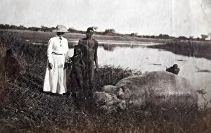 Amphibius Gallery: Hippopotamus shot beside the Nile, old postcard