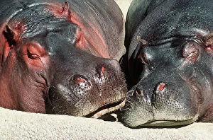 Face To Face Collection: Hippopotamus Two sleeping together