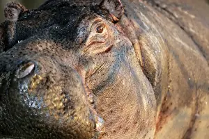 Hippopotamus. South Luangwa Valley National Park - Zambia