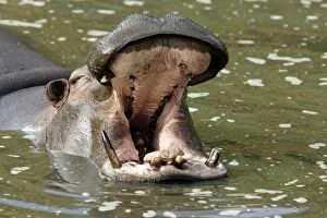 Images Dated 10th October 2007: Hippopotamus - spoiled teeth