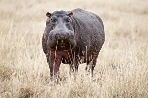 Hippopotamus - standing among dry grass