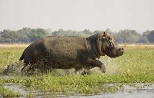 Images Dated 26th August 2006: Hippopotamus - Startled bull running through