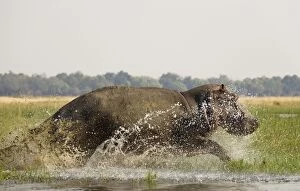 Hippopotamus - Startled bull running through the