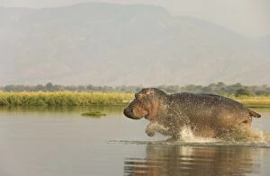 Images Dated 26th August 2006: Hippopotamus - Startled bull running at a shallow