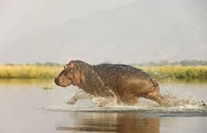 Hippopotamus - Startled bull running at a shallow