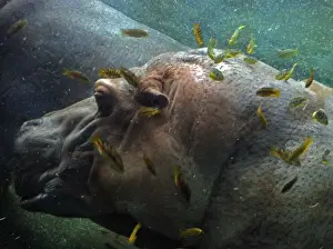 Cichlids Prints: Hippopotamus underwater with cichlid fish feeding on its skin